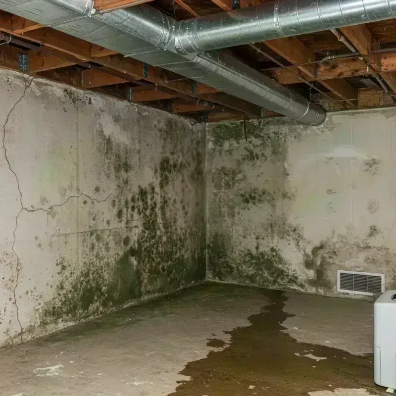 Professional Mold Removal in Quincy, IL